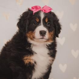 Bernese Mountain Dog and Golden Retriever Puppies from J & J Meadows