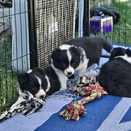 Border Collie Puppies from Royal Kennels Border Collies