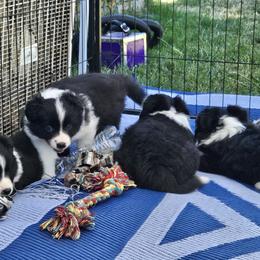 Border Collie Puppies from Royal Kennels Border Collies