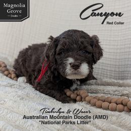 Canyon - Red Collar - male Australian Mountain Doodle puppy in Oxford, Alabama from Magnolia Grove Doodles