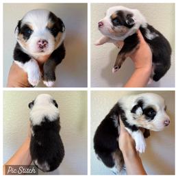 Green - Blue merle male Australian Shepherd puppy in Iola, Texas from MK Aussies