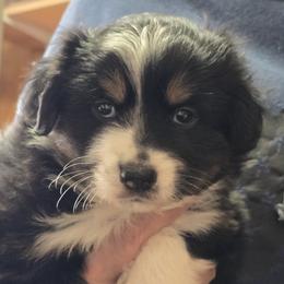 Sporty - Black tri male Miniature Australian Shepherd puppy in Martin, South Dakota from Kings Point Mini and Toy Aussies