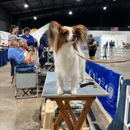Papillon All Grown Up from Danny Christopher