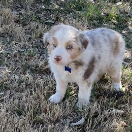 Boy 6 - Australian Shepherd puppy in Blum, Texas from 4P Poteet Farms