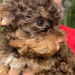 Cocoa - Brown male Russian Tsvetnaya Bolonka puppy in Burnsville, North Carolina from Gentle Power