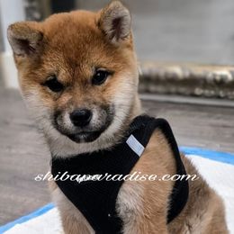 Kiko - Sesame female Shiba Inu puppy in Tualatin, Oregon from Shiba Paradise