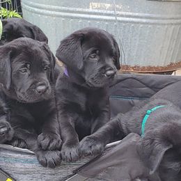 Labrador Retriever Puppies from Labs4Ever Labradors