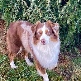 Arthur - Miniature American Shepherd