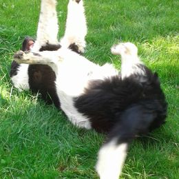 Newfoundlands from Ebb Tide Kennels and Stables