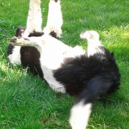 Newfoundlands from Ebb Tide Kennels and Stables