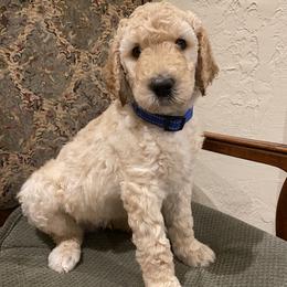 Toby - Cream male Double Doodle puppy in Spring, Texas from Dream Doodles HTX