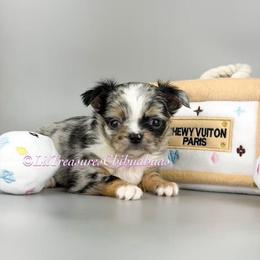 Twilight Sparkle - Merle female Chihuahua puppy in Anderson, South Carolina from Lil Treasures Chihuahuas