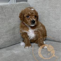 Peony - Apricot female Goldendoodle puppy in Murrieta, California from Apricot Poodles & Goldendoodles, LLC