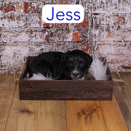 Jess - Black tri-color male Assorted Doodle Crosses puppy in Calhoun, Georgia from Happy Top Doodles