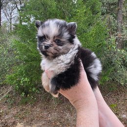 Mushu - Blue merle male Pomeranian puppy in Smithville, Texas from Lafary Poms