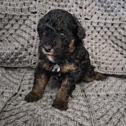 Leo - Phantom male Poodle puppy in Chandler, Arizona from Fabi Poodle