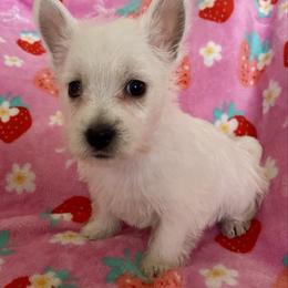 Citrine (Yellow) - White female West Highland White Terrier puppy in Jefferson, North Carolina from McGuire’s High Country Terriers