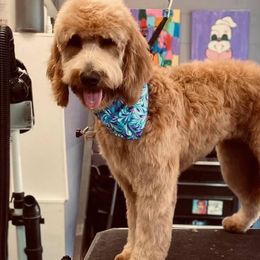 Ema - Goldendoodle