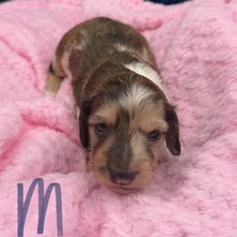Dapple Boy 1 - Dapple male Dachshund puppy in Spanaway, Washington from 11 Oaks Kennels