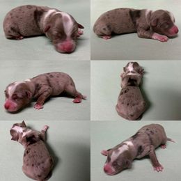 Red Merle female 2 - Red merle female Toy Australian Shepherd puppy in Brooker, Florida from Honey, I Shrunk the Aussies