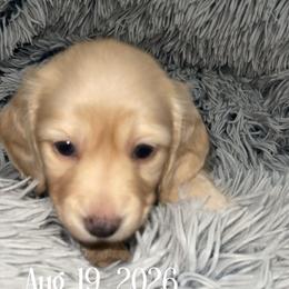 Benny - Cream male Dachshund puppy in Paris, Texas from Rolling9dachshunds