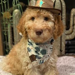 Charming - Red male Bernedoodle puppy in Monument, Colorado from Colorado Dreamin Doodles