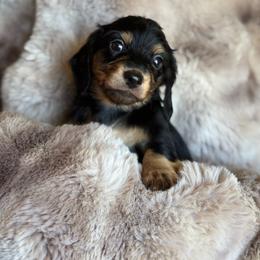 Delilah (Twix) - Black and cream female Dachshund puppy in Lincoln, California from ForeversEdge Doxies