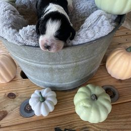 English Springer Spaniel Puppies from Cedar Ridge Kennels