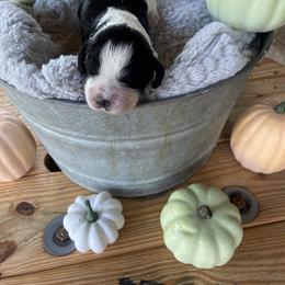 English Springer Spaniel Puppies from Cedar Ridge Kennels