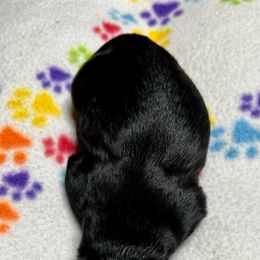 Goldendoodle and Poodle Puppies from SnickerDoodlePups