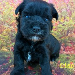 Cleo - Black female Miniature Schnauzer puppy in Sylvania, Georgia from Southern Sky Miniature Schnauzers
