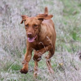 German Shorthaired Pointer and Vizsla Puppies from Big Country Kennels