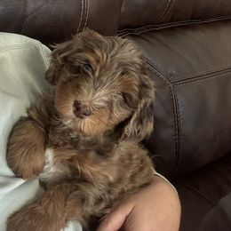 Wynona - Brown female Bernedoodle puppy in Washougal, Washington from Sandy Creek Bernedoodles