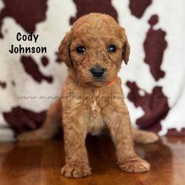 Cody Johnson - Red  male Goldendoodle puppy in Lancaster, Minnesota from North Star Dog Training
