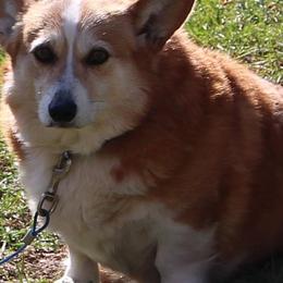 Melody - Pembroke Welsh Corgi