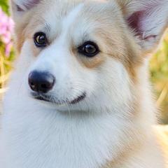 Pembroke Welsh Corgis from Foxwood Corgis