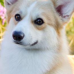Pembroke Welsh Corgis from Foxwood Corgis
