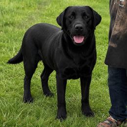 Clancy - Labrador Retriever