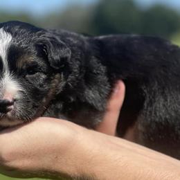 Aussiedoodles, Miniature Australian Shepherds, and Toy Australian Shepherds from River Hill Ranch