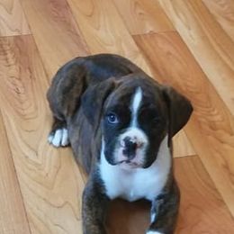 Boxers from Rantam boxers