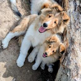 Shetland Sheepdog Puppies from Belknap Shelties