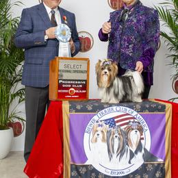 Biewer Terrier and Poodle Puppies from Ice Ice Baby Biewers & Poodles