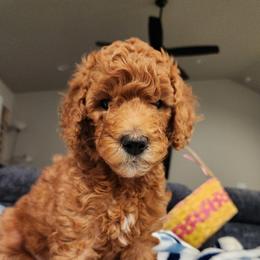 Pinky - Apricot female Poodle puppy in South Willard, Utah from Burge Family Poodles