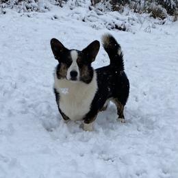 Frito - Black and white male Cardigan Welsh Corgi puppy in Buskirk, New York from Hana-K’s Cardigan Welsh Corgis