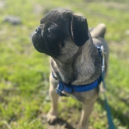 Star - Pug