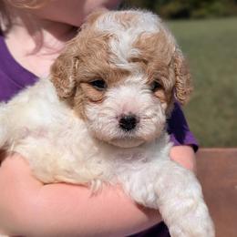 Bruno - Blenheim male Cavapoo puppy in Mc Ewen, Tennessee from Spencer's "lil" Cavapoos & Bernedoodles