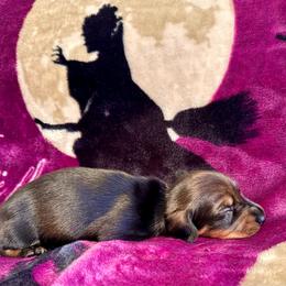 Liberty - Wild boar female Dachshund puppy in Nampa, Idaho from 208 Wiener Wiggle Butts LLC