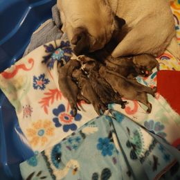 Boy 1 - Fawn male Pug puppy in Cedar Springs, Michigan from Wilson's Pugs