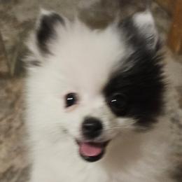 Pomeranians from Perfectly Pampered Pomeranians