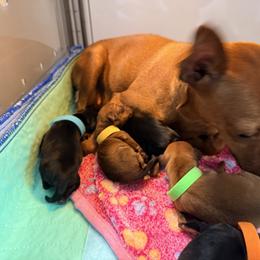 Miniature Pinscher Puppies from Bridget GreenBoddy